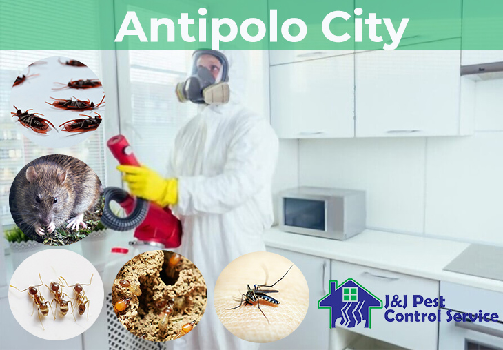 Pest Control Services Antipolo City MM