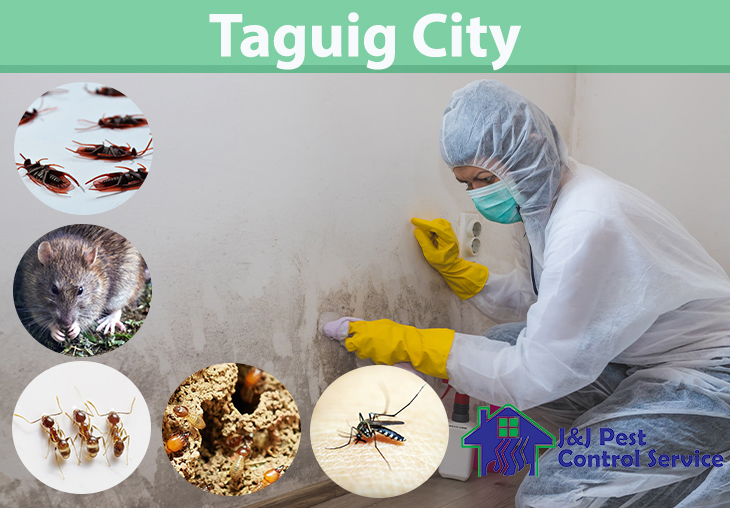 Taguig Pest Control Company Termite Pest Control Services