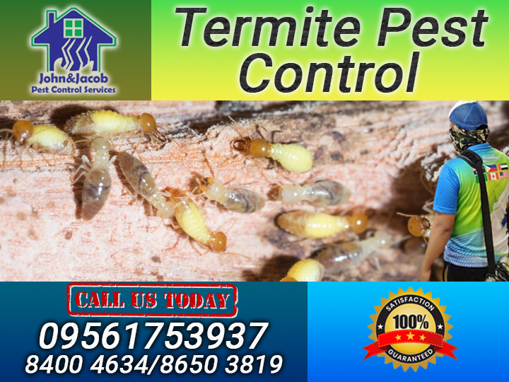 Termite Pest Control Pasig City Metro Manila