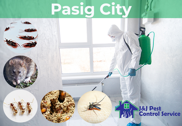 Pest Control Pasig City, MM