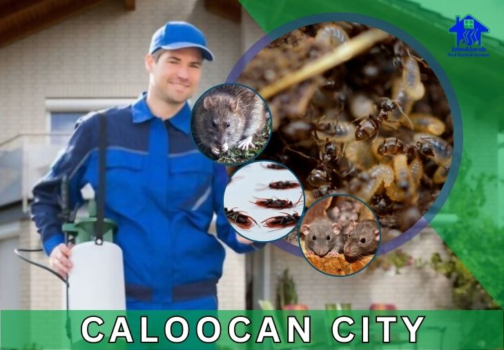 Pest Control Services Caloocan City Metro Manila