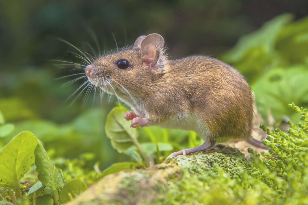 Rat Control in Quezon City, MM