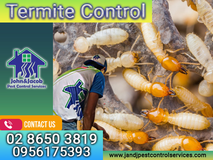 Termite Control QC Metro Manila