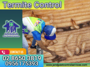 Termite Control QC Metro Manila