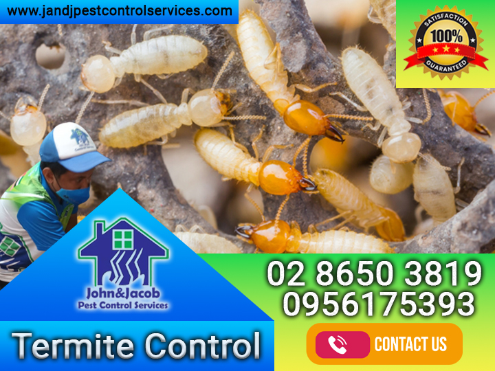 Termite Control in Quezon City MM